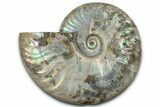 Silver Iridescent Ammonite (Cleoniceras) Fossil - Madagascar #328373-1